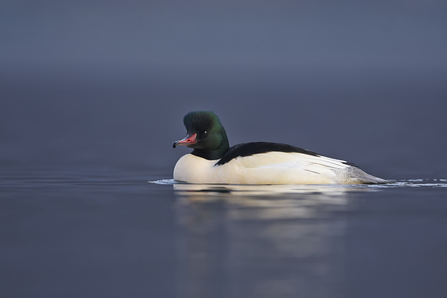 Goosander male (c) Richard Steel2020VISION