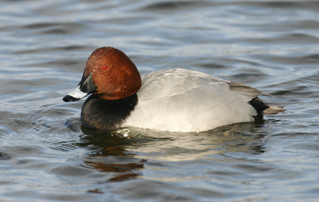 Pochard male (c) Tom Marshall