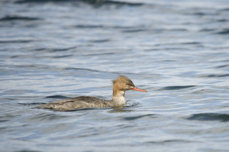 Red-breasted merganser female (c) AmyLewis