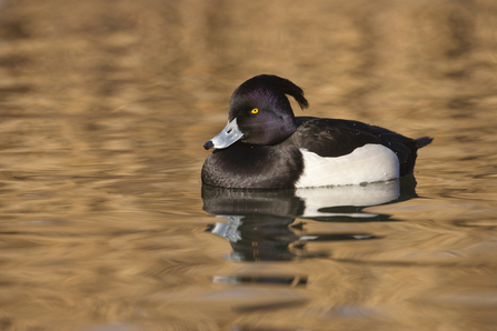 Tufted duck (male) (c) Guy Edwardes2020VISION