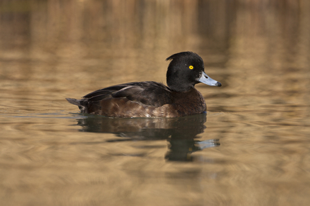 Tufted duck female (c) Guy Edwardes2020VISION