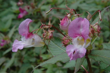 Himalayan balsam 