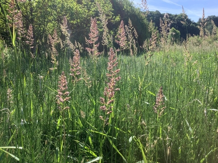 Reed canary grass - meter high green steps rising towards the sky in a field. Their pink flowers catching the sun.