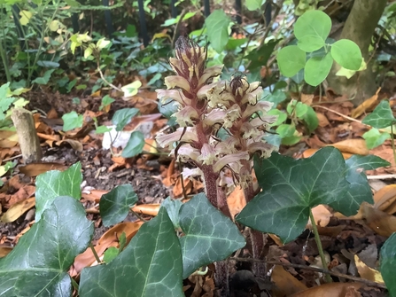 broomrape coming up in between the ivy