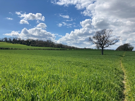 Green grass and scrub at Wilder Nunwell