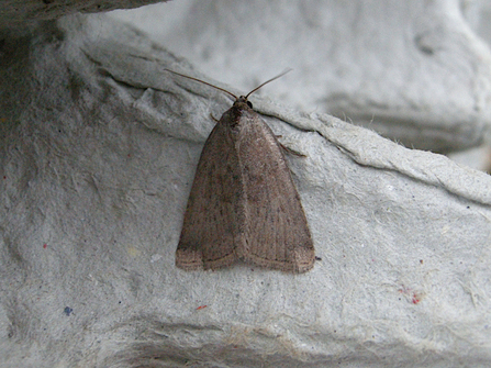 Reddish Buff Moth on egg carton 