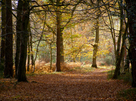 A forest path covered in autumn leaves through Pamber Forest 