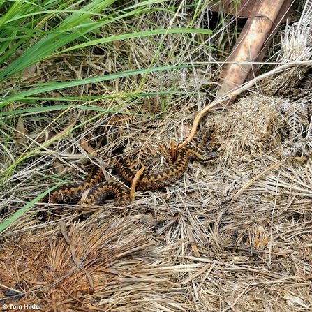 A female black adder slithers over a pile of dry grass at Hook common and bartley heath nature reserve