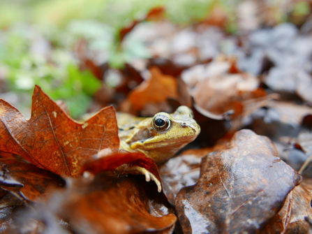 Swanwick Lakes toad crossing - Frogs and Toads saved on their annual ...