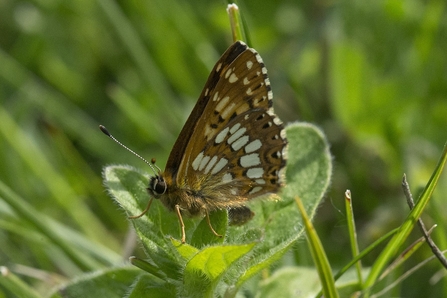 Duke of burgundy butterfly resting on a green leaf with tis wings up. 