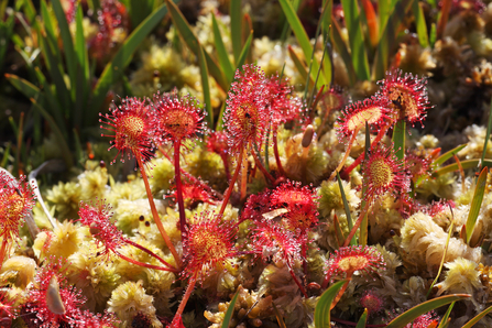 Sundew plant in dappled light. There are multiple stems rising from the ground. Behind is out of focus long grass