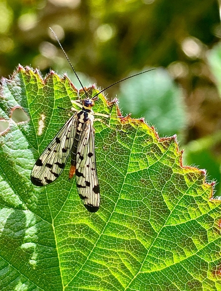 Female scorpion fly on a large green leaf