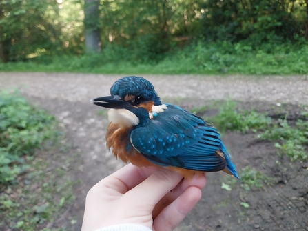 A kingfisher sitting on a hand after being ringed