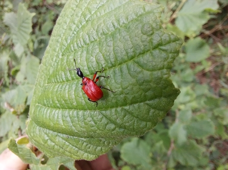 A hazel leaf-roller on a large green leaf