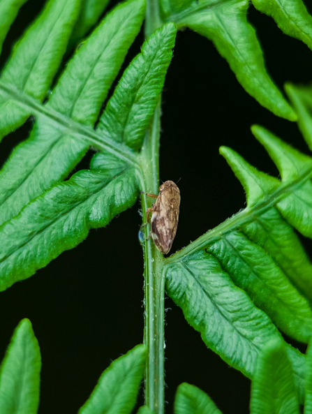 A froghopper on the stem of a plant. there are fern-like leaves all around with a black background