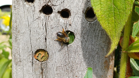 Leaf-cutter bee capping her nest with a section of leaf. The nest and bee are on a grey wooden post with 5 holes in it. 