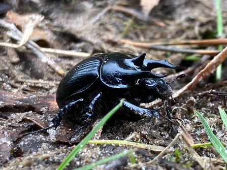 A male minotaur beetle on a brown woodland floor. There are a few strands of green grass in the foreground