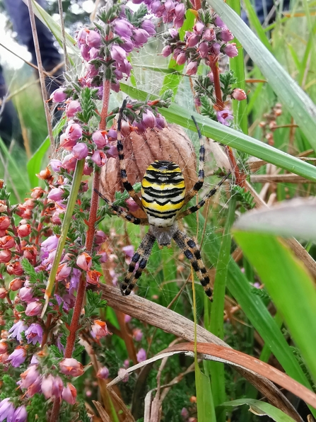 A large female wasp spider amongst heather with a large egg sac behind it