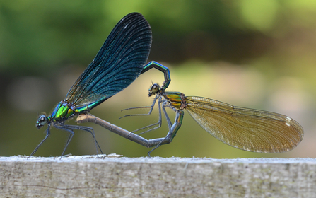 Beautiful demoiselles mating © Clément Bardot