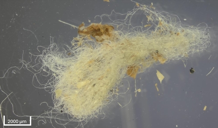 Entangled microfibres floating in water