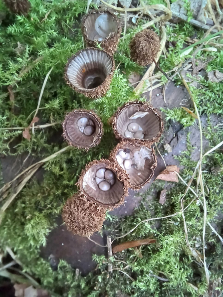 Top down image of a fluted bird's nest fungus. There are 7 fruiting bodies amongst green moss