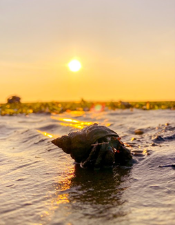 Hermit crab in shallow water at sunrise