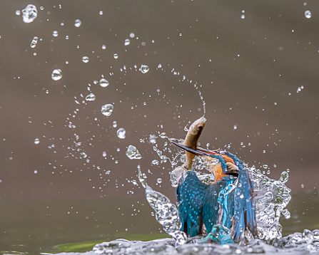 Kingfisher © Andy Morffew