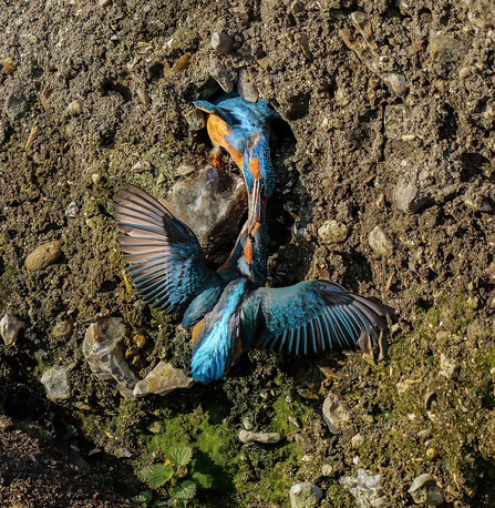 Kingfishers outside burrow in Overton © Stephen Williams