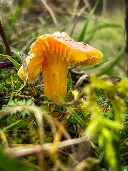 A close up image of a golden waxcap catching the sun surrounded by green grass 