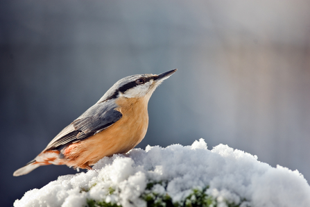 A bird perched on a snow-covered branch, surrounded by a serene winter landscape.