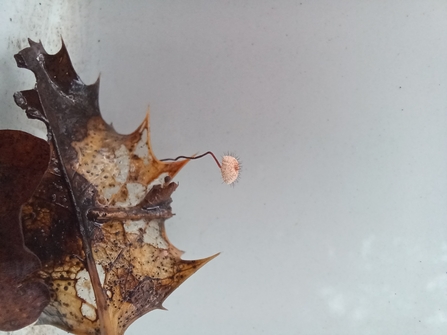 holly parachute fungus sprouting from a brown fallen holly leaf