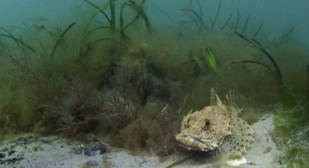 A scorpionfish (Taurulus bubalis) on edge of an eelgrass (Zostera marina) meadow