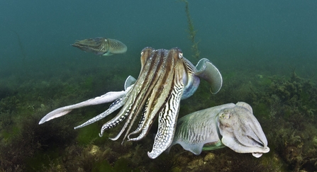 Cuttlefish