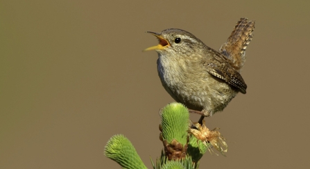 Wren Troglodytes troglodytes Singing in territory in Spring Wales