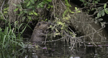 Young Eurasian beaver (Castor fiber) nibbling at a willow branch overhanging the River Otter at dusk