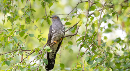 cuckoo