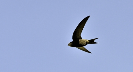 Common Swift Apus apus Norfolk summer