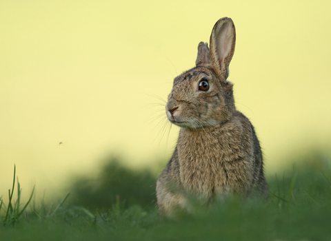 Rabbit