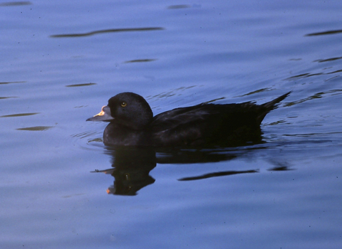 Common Scoter