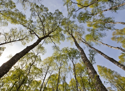 Silver Birch