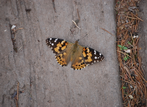 Painted Lady