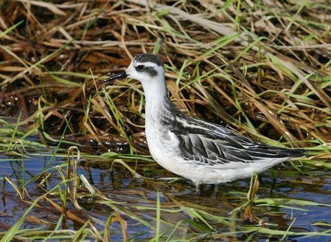 Red-necked Phalarope