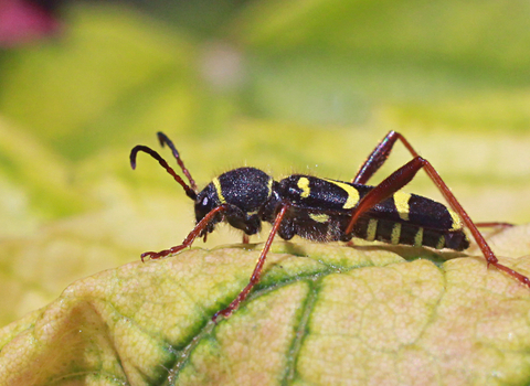 Wasp Beetle