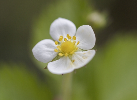 Wild Strawberry