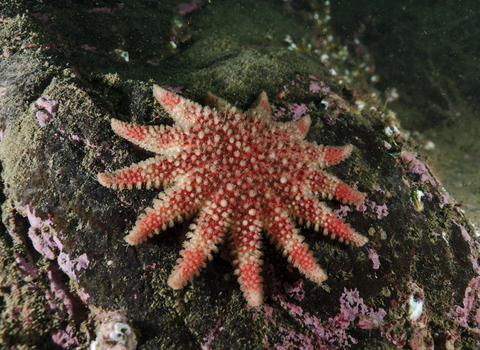 Common Sunstar