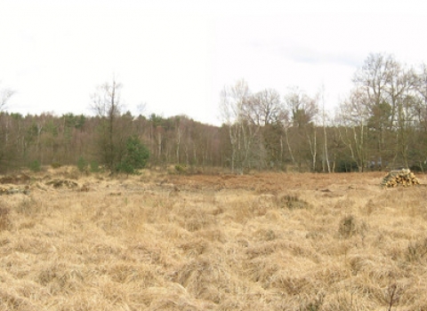 Weaver's Down Bog