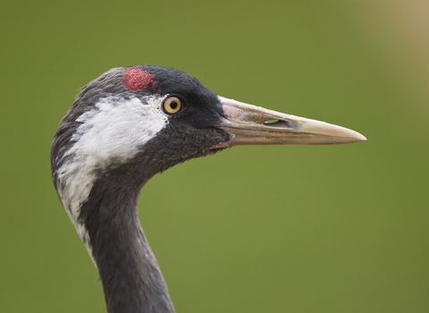 Common crane, The Wildlife Trusts