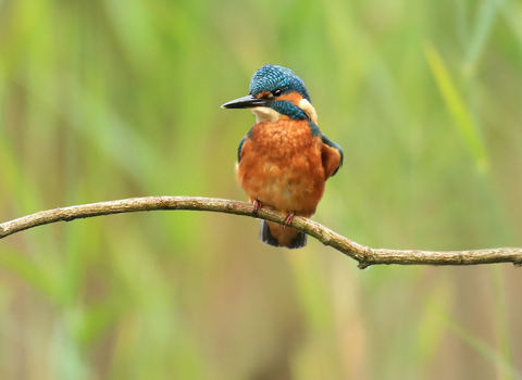 Kingfisher © Jon Hawkins, SurreyHillsPhotography