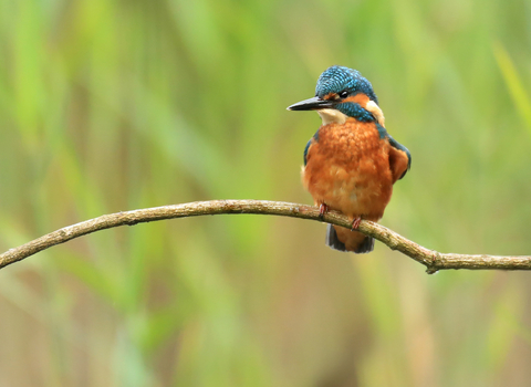 Kingfisher © Jon Hawkins, SurreyHillsPhotography