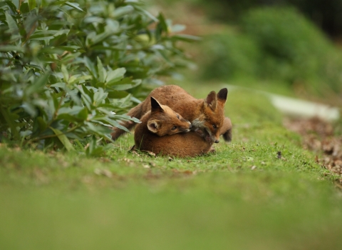Fox cubs © Luke Massey/2020VISION